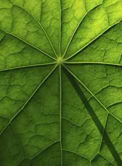 Brassicaceae Plant Surface Prints: Leaf surface, structure of a nasturtium