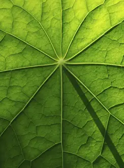 Brassicaceae Plant Surface Prints: Leaf surface, structure of a nasturtium