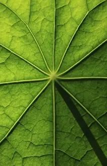 Deserted Open Air Plants Prints: Leaf surface, structure of a nasturtium