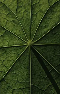 Deserted Open Air Plants Prints: Leaf surface, structure of a nasturtium