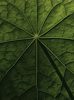 Brassicaceae Plant Surface Prints: Leaf surface, structure of a nasturtium