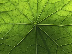 Nature Patterns On Leaves Prints: Leaf surface structure of nasturtium