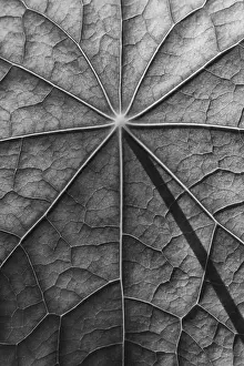 Empty Nature Scenes With Plants Prints: Leaf surface, structure of a nasturtium in black