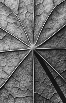 Deserted Plant Life Prints: Leaf surface, structure of a nasturtium in black
