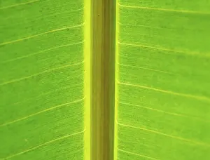 Deserted Garden Scene Photos Prints: Leaf with thick leaf vein in backlight