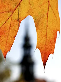 No People Open Air Nature Scene Prints: Leaf and tower