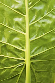 Filling The Format Image Prints: Leaf veins