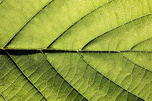 Embellished Floral Design Prints: Leaf veins