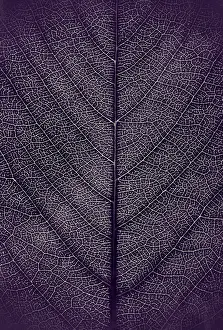 Open Air Studio Shots Prints: Leaf veins, background