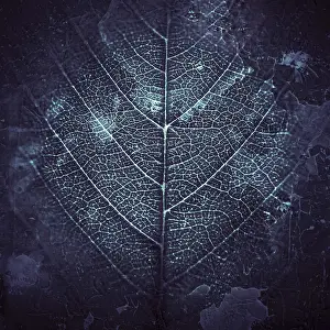 Leaf Vein Structure Prints: Leaf veins, background