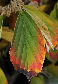 Medicinal Plant Prints: Leaf, witch hazel, witch hazel