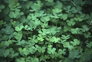 Green Vegetation Prints: Four leafed clover