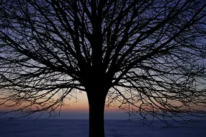 Deciduous Tree In Snow Prints: Leafless tree