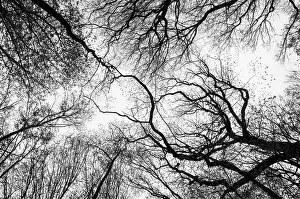Framed Print : Leafless Tree Branches Print with Flying Birds