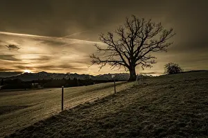 Backlighting Nature Photography Prints: Leafless tree in front of a dramatic sky with Alpine chain in the background