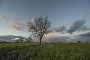 Evening Sun Over Mountains Prints: A leafless tree stands in the field at sunset