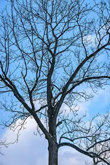 Blue Sky Winter Scene Prints: Leafless treetop, branches, winter