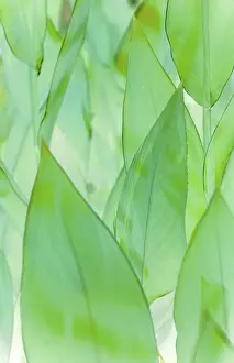 Macro Leaf Photography Prints: Leafs