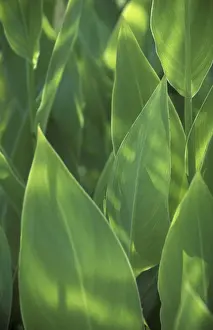 Macro Leaf Photography Prints: Leafs macro