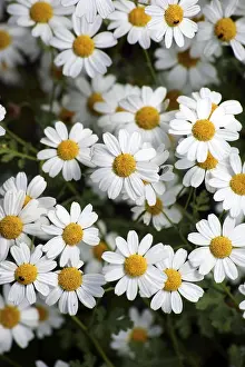 Open Air Flowers Prints: Lean meadow daisy