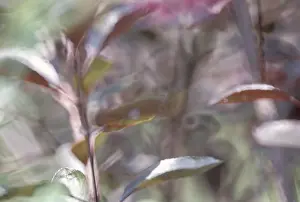 Macro Leaf Photography Prints: Leaves