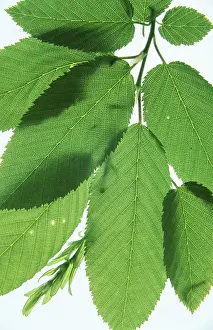 Open Air Botanicals Prints: Leaves