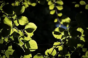 Northern Europe Trees Prints: Leaves and branches of a beech tree