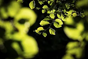 Scandinavian Nature Scenes Prints: Leaves and branches of a beech tree