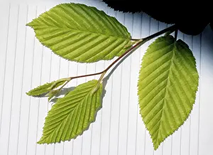 No People In Nature Scene Prints: Leaves in hand over a notebook page