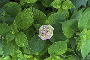 Hydrangeaceae Plant Prints: Leaves with a hydrangea (Hydrangea) flower