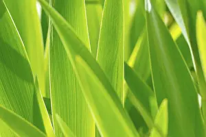Iridaceae Plant Images Prints: Leaves of Iris (Iris), backlit