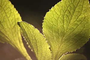 Deserted Plant Life Prints: Leaves against the light