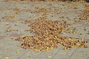 Maple Tree Foliage Prints: The leaves are yellow on the ground