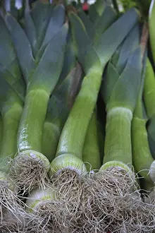 Deserted Fields Prints: Leek