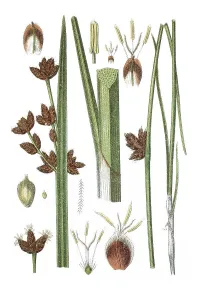 Historic Flowering Plants Prints: Left, Triangular Club-rush (Cyperus triqueter)