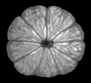 German Studio Shot Prints: Lemon slice in transmitted light