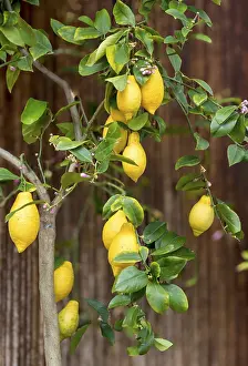 Lemon Tree Print, Limone sul Garda, Italy