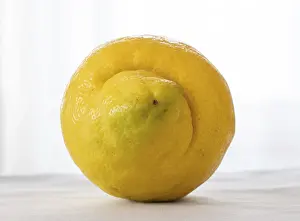 Plain White Background Photo Prints: Lemon on a white background