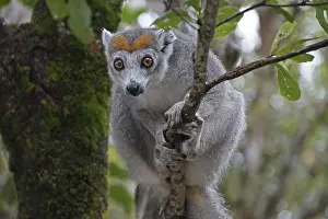 National Park Conservation Area Prints: Lemur, Madagascar, Sifaka, Prophithecus