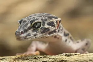 Captive Leopard gecko Print (Eublepharis macularius)