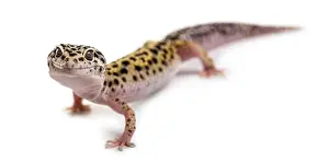 White Background Wildlife Photo Prints: Leopard gecko in front of a white background