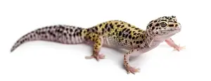 Leopard Gecko Prints: Leopard gecko in front of a white background