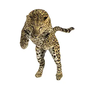 Feliformia Predator Animal Prints: Leopard leaping forward, displaying dynamic movement and strength against a transparent background