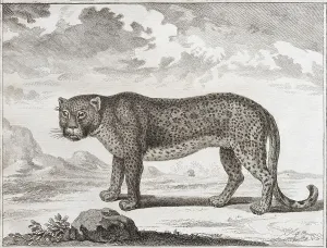 Leopard Print, Copper Engraving