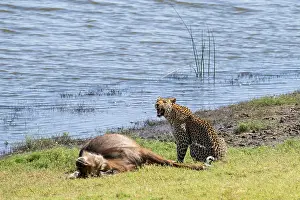 Leopard with kill Print, Chobe National Park, Botswana