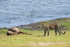 Predator And Prey Relationship Prints: Leopard (Panthera pardus) with kill