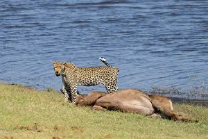 Big Cat In Nature Reserve Prints: Leopard (Panthera pardus) with kill