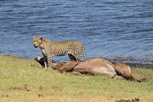 Predator Animal Behavior Prints: Leopard (Panthera pardus) with kill