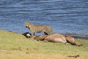 Deserted Savannah Scene Prints: Leopard (Panthera pardus) with kill