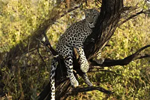 Leopard Cat Prints: Leopard in a Tree Print, Namibia